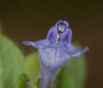 Small skullcap